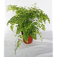 Los mejores  - Adiantum fragans (maceta 12 cm Ø) - Planta viva de interior